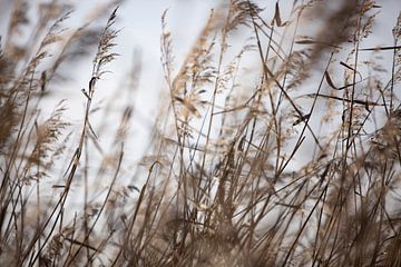 Noisy Reed I by Anne Terpstra