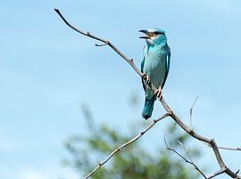 blue european roller in kruger national park von ChrisWillemsen