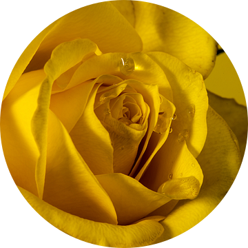 gele roos heel dichtbij van Thomas Riess