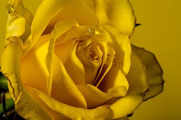 gele roos heel dichtbij van Thomas Riess
