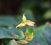 Nur im Garten