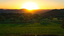 Baum auf einer Wiese zum Sonnenuntergang
