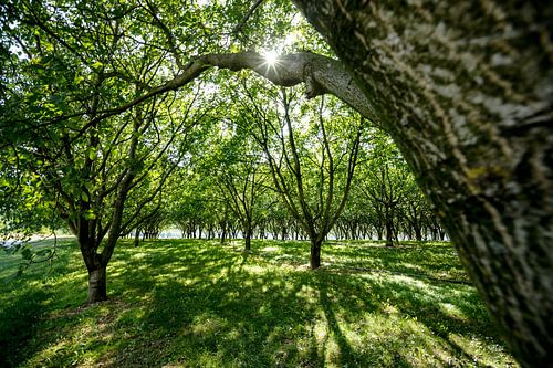 Wunderschönes Sonnenlicht zwischen einer Obstbaumplantage.