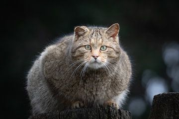 Wilde kat (Felis silvestris) van antonvanbeek.nl