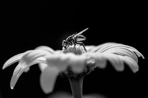 Vlieg op een bloem van Mark Bolijn