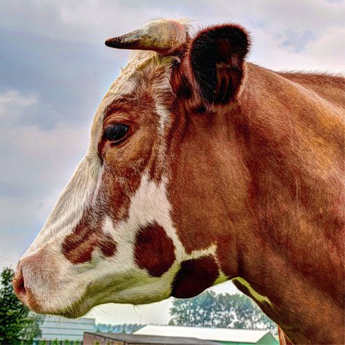 Vache rouge et blanche dans la prairie