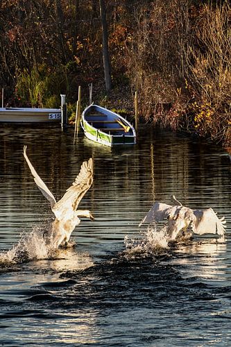  Swan Lake - Start up