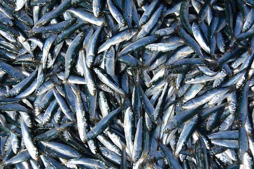 Vers gevangen sardines op strand Myanmar