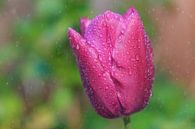 Tulp in de regen van Joram Janssen thumbnail
