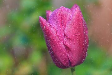 Tulp in de regen