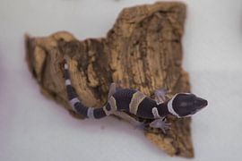 een baby gekko  by Smithfotografie Joey