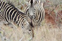 Zebra's