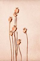 Coquelicot, empreinte botanique