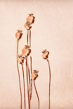 Poppy, botanical print