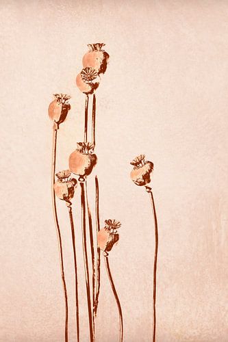 Papaver, botanische print