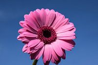 Roze gerbera