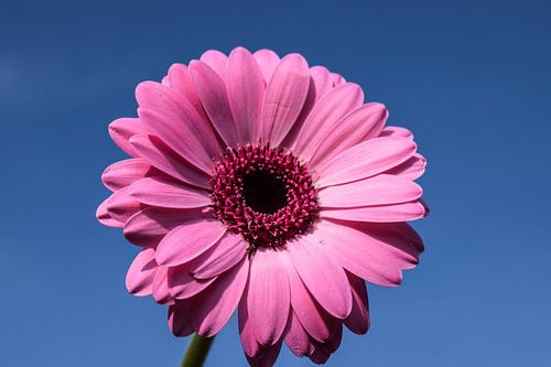 Roze gerbera