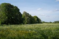 Trees and a field