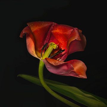 Tulip from Holland. by Alie Ekkelenkamp