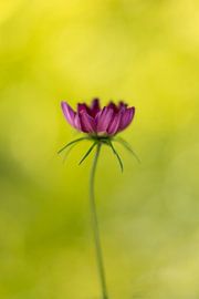 Blume von Luuk Belgers