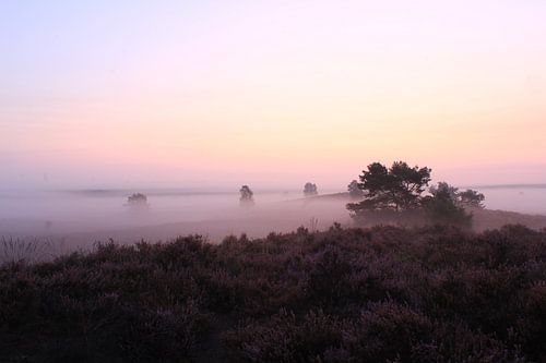 Zonsopkomst heide landschap (veluwe) van Frans Roos