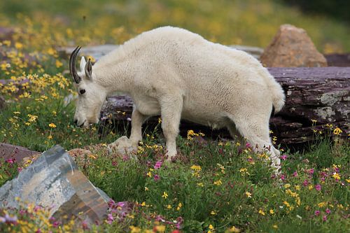 Chèvre des neiges (Oreamnos americanus), Glacier National Park, Montana, Rocky Mountains,USA