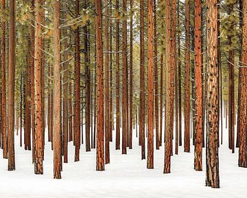 Bevroren bos droom van fernlichtsicht