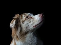 Ruby in the light