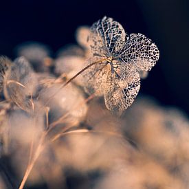 Hortensia en gros plan sur Valerie Boehlen