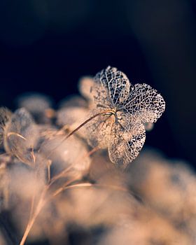 Hortensia close-up