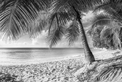 Strand en palmbomen op het eiland Barbados.  Zwart-wit beeld.
