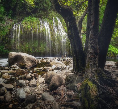 La forêt qui pleure sur Loris Photography
