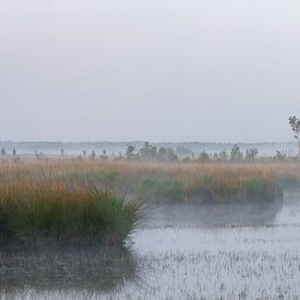 Flauschiges Moor an einem nebligen Morgen. von Ivo Schut Fotografie