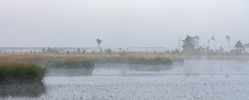 Fluffy fen on a foggy morning.