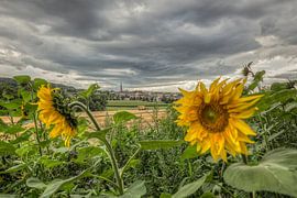 Dorpje Vaals met zonnebloemen