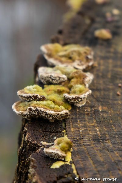elf benches by Herman Troost fotowerk
