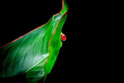 Versteckt im Grünen