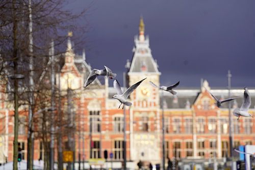 Free as a bird in Amsterdam