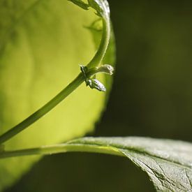 50 Schattierungen von Grün von Christel Abrahams