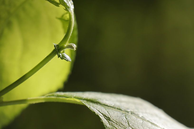 50 nuances de vert par Christel Abrahams