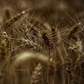 The grain in the field by Bernhard Steinbusch