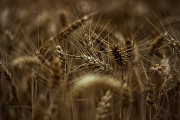 The grain in the field by Bernhard Steinbusch