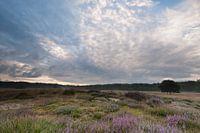Op de grote stille heide