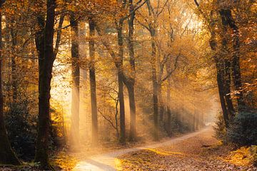 Zonneharpen in het Speulderbos – Warm herfstlicht langs het kronkelpad