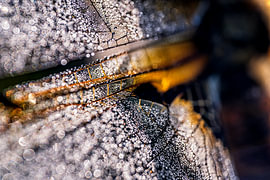 Close-up of a Dragonfly by Jan Linskens