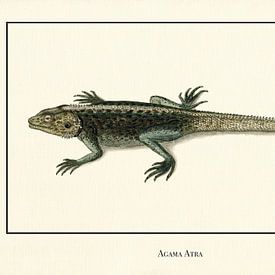 Agama Atra by Walljar