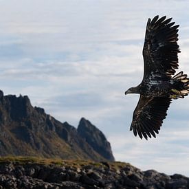 Bald eagles in flight, Lofoten Norway by Leon Brouwer