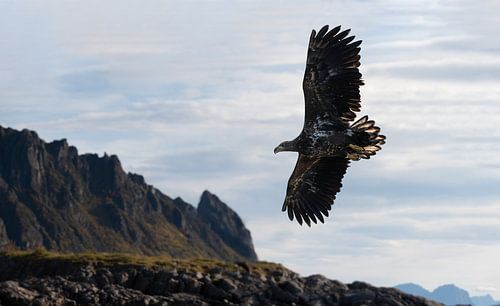 Bald eagles in flight, Lofoten Norway