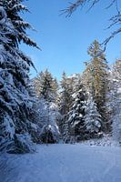 Winterbos met besneeuwde bomen in winterzon onder blauwe hemel