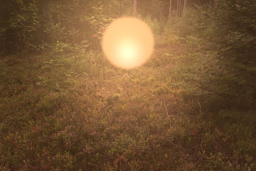 Forêt #2 par Casper Zuidwijk